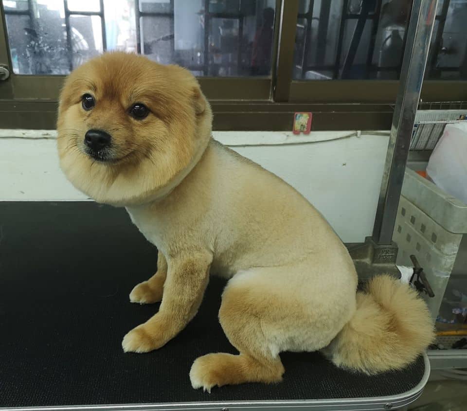 Pukpuipet (ปุกปุยสัตวแพทย์) 3