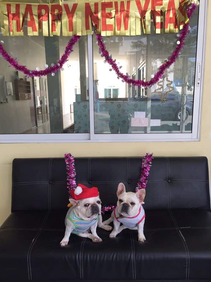 Ohayo Dogie (โอฮาโย โดกี้) Dog Hotel 4