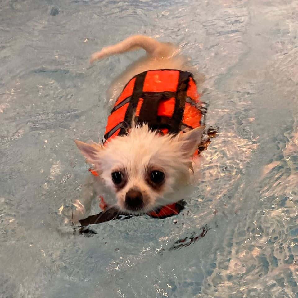 Pet Paradise Spa (The Jas) 2