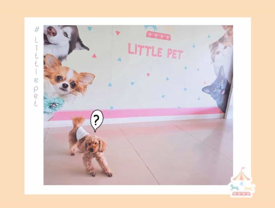 Little Pet (สุขุมวิท77) 3