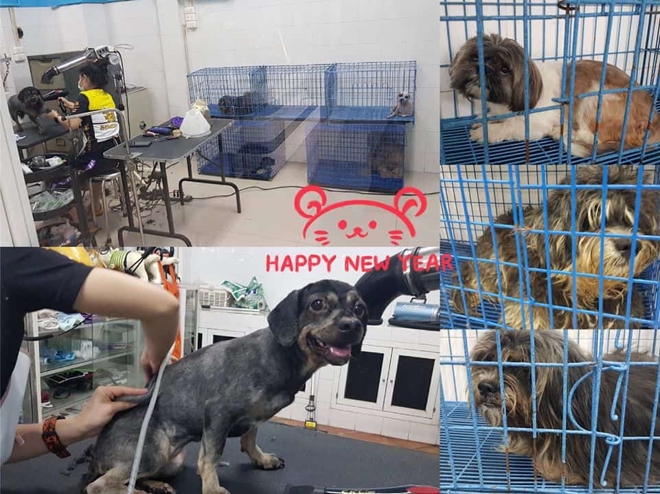 Petsiamparkclinic (สัตวแพทย์สวนสยาม) 2