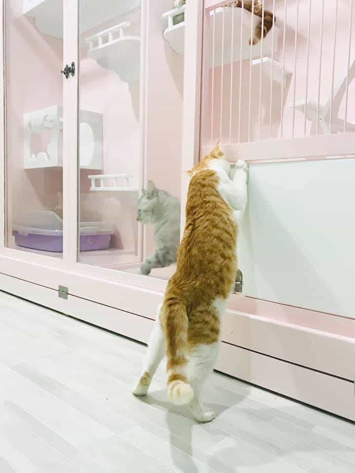 Ryoko Cat Hotel (โรงแรมแมวเรียวโค) Cat Hotel 6