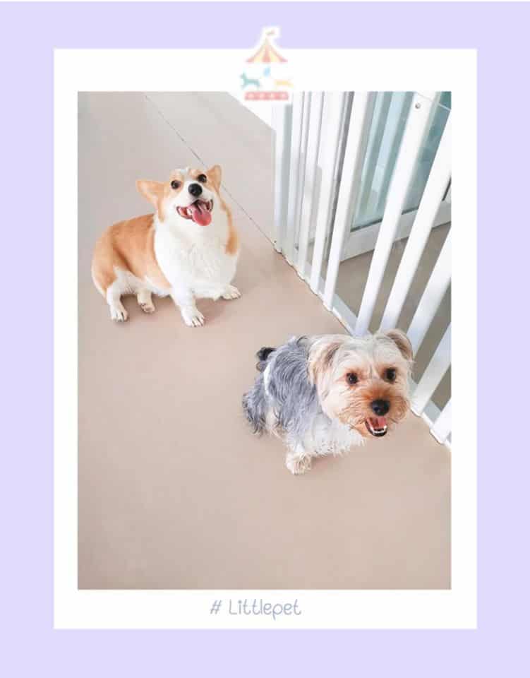 Little Pet (สุขุมวิท77) 4