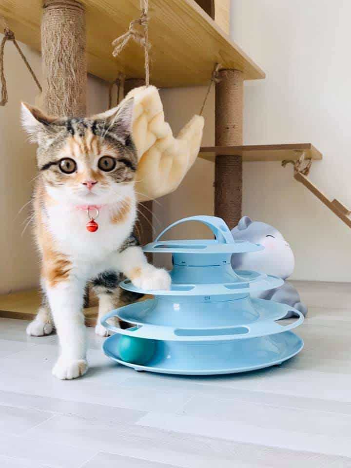 Ryoko Cat Hotel (โรงแรมแมวเรียวโค) Cat Hotel 7