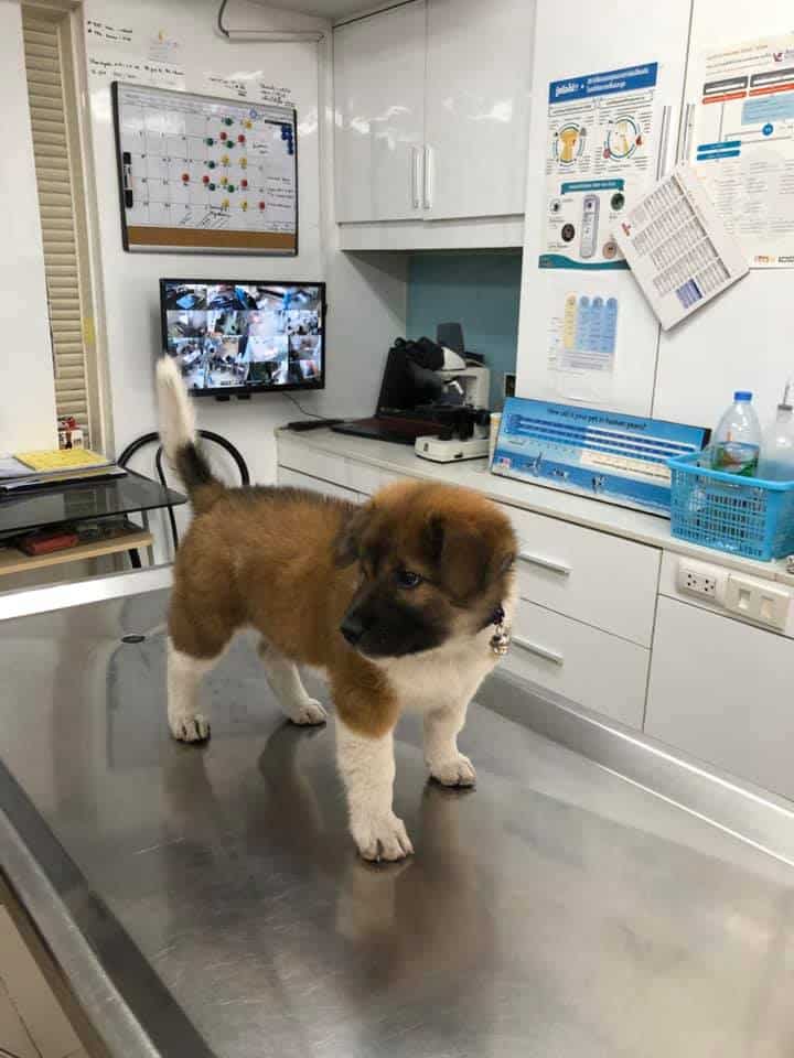 Suksawat Animal Hospital (โรงพยาบาลสัตว์สุขสวัสดิ์) 2