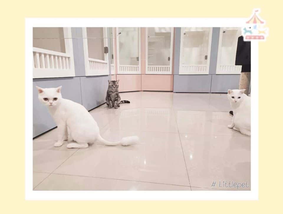 Little Pet (สุขุมวิท77) 5