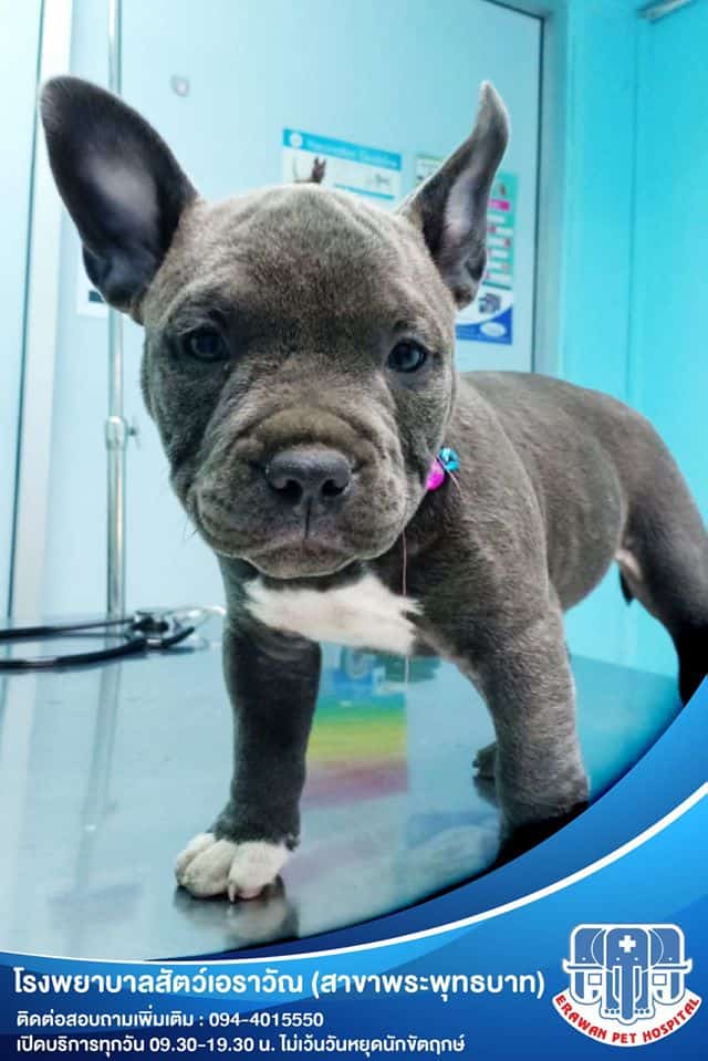 Erawan Pet Hospital (โรงพยาบาลสัตว์เอราวัณ ศูนย์พระพุทธบาท) 5