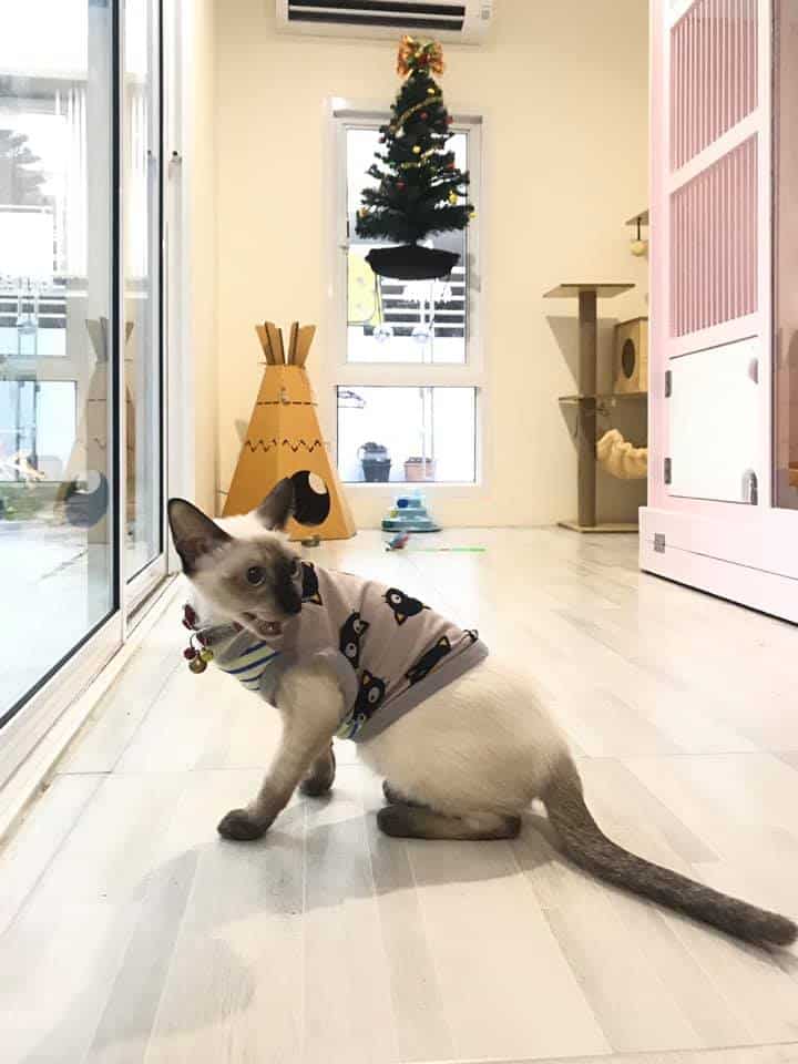 Ryoko Cat Hotel (โรงแรมแมวเรียวโค) Cat Hotel 8