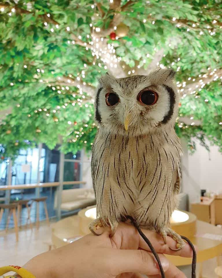 Little Zoo Cafe (สยามสแควร์ 11) Exotic Cafe 8