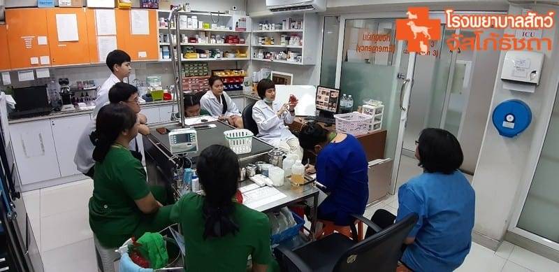 โรงพยาบาลสัตว์จัสโก้รัชดา (Jusco Ratchada Pet Hospital) 4