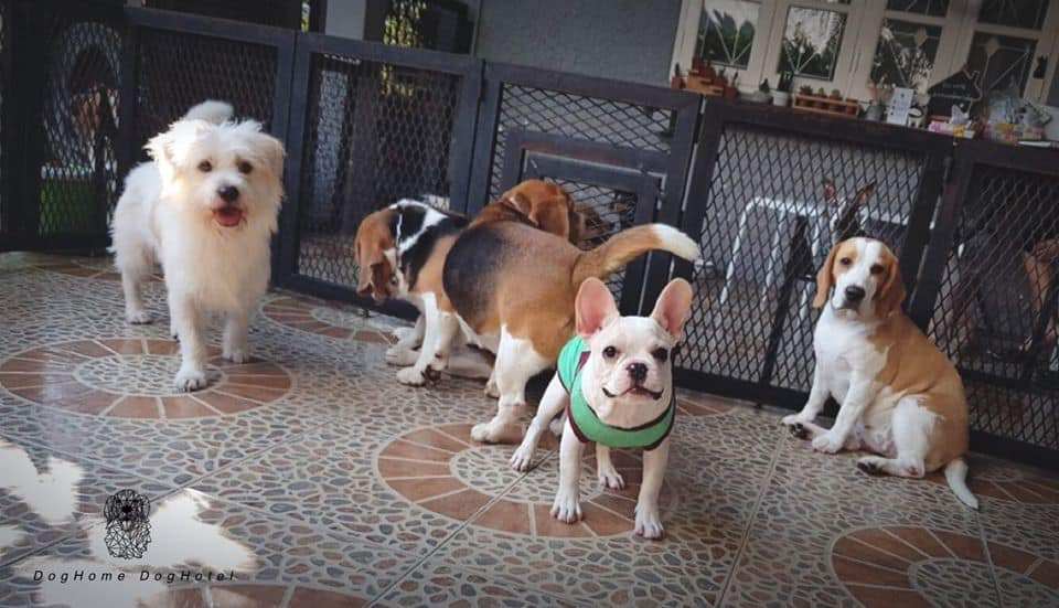 DogHome (บ้านรักสุนัข) Dog Hotel 7