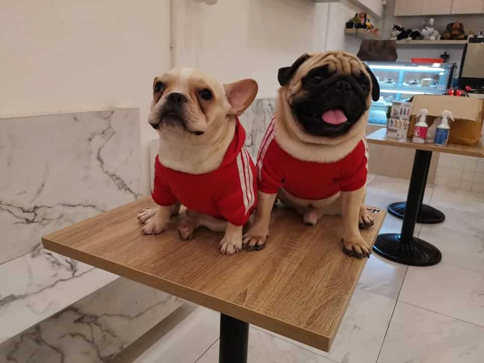 Box Box Dog Cafe (นิมมาน ซ.9) Dog Cafe 2