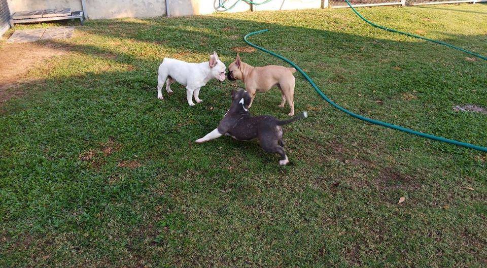 Ohayo Dogie (โอฮาโย โดกี้) Dog Hotel 6