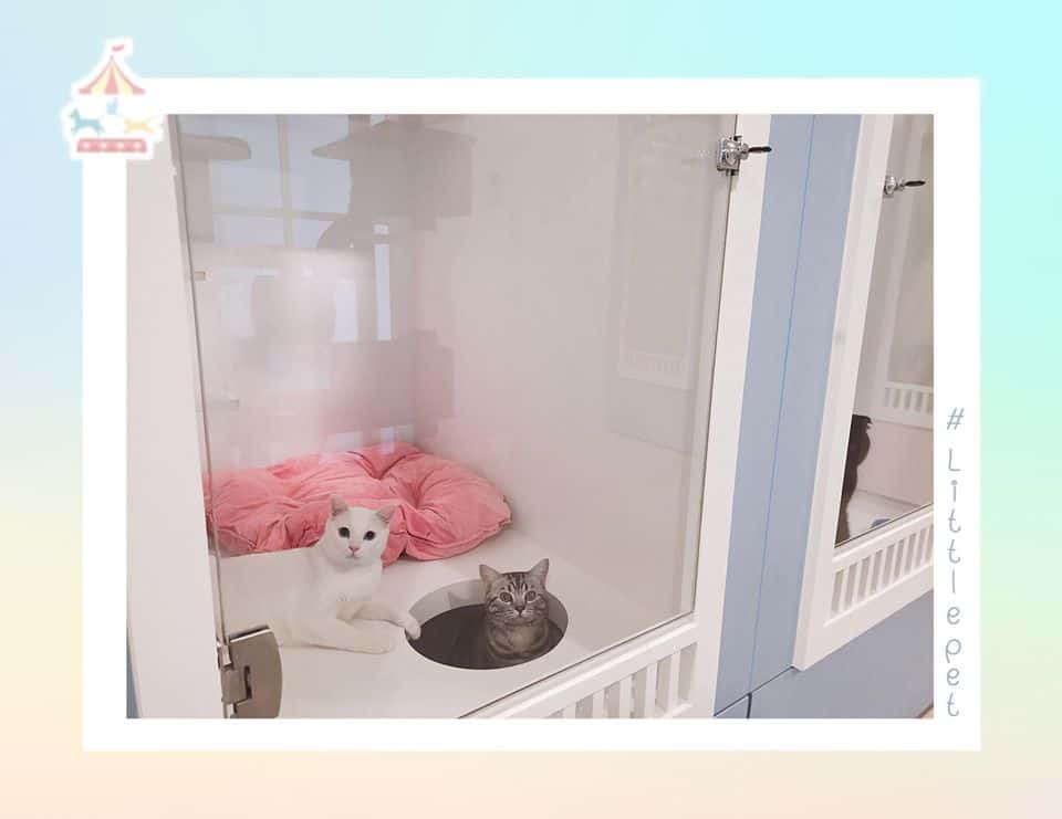 Little Pet (สุขุมวิท77) 7