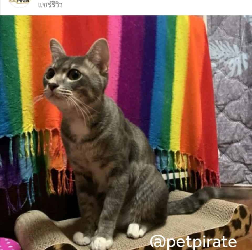 Pet Pirate Pet Store (แจ้งวัฒนะ) 7