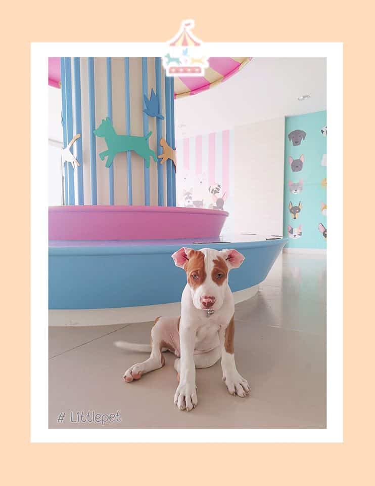Little Pet (สุขุมวิท77) 8