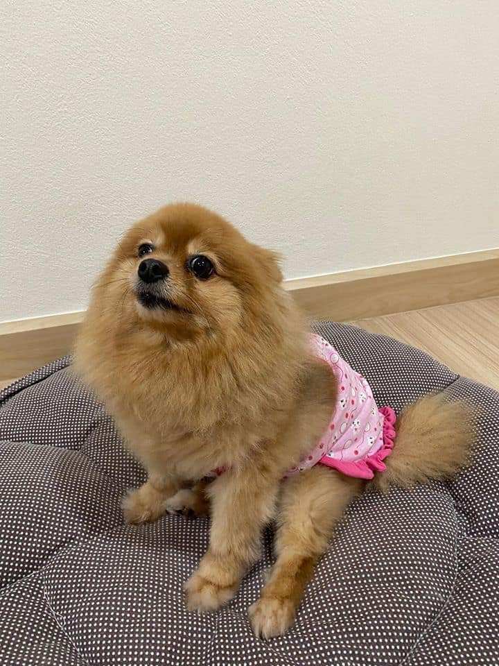 The Bangkok Pet Clinic (เดอะ แบงค็อก เพ็ท คลินิก) 5