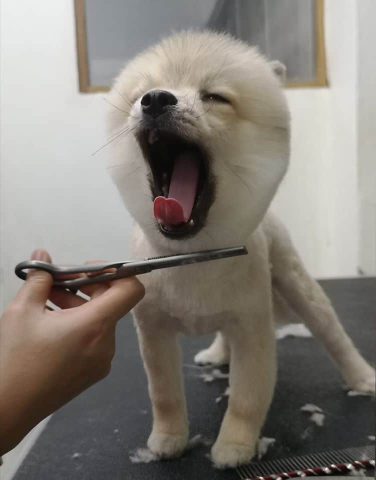 Pukpuipet (ปุกปุยสัตวแพทย์) 4