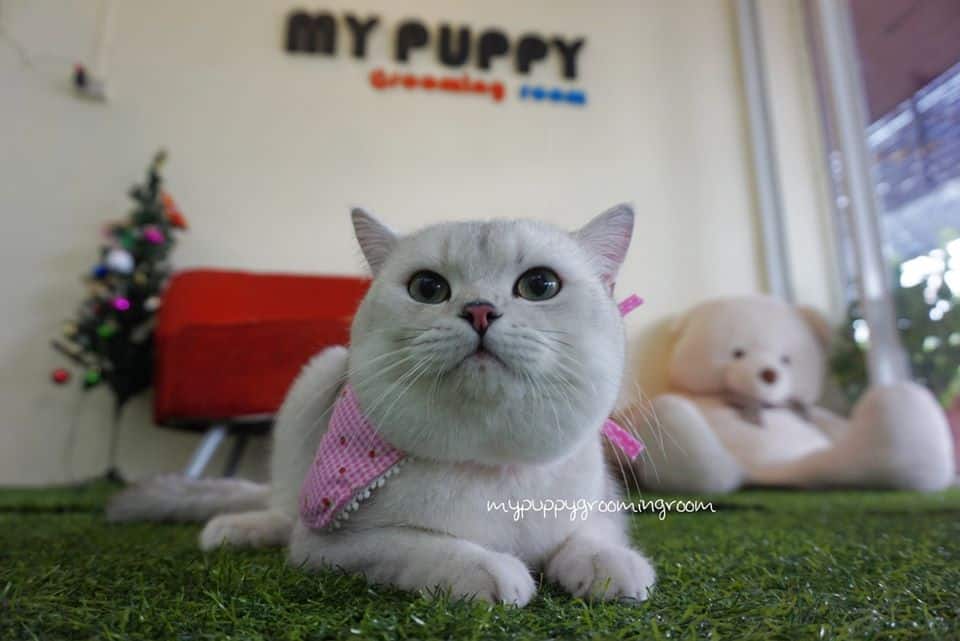 My Puppy (บางใหญ่) 3