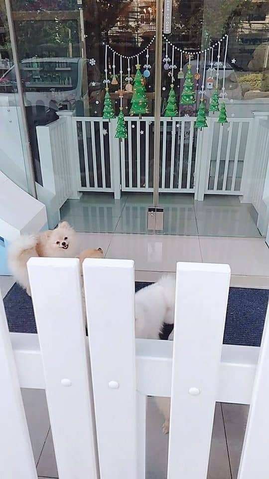 Little Pet (สุขุมวิท77) 9