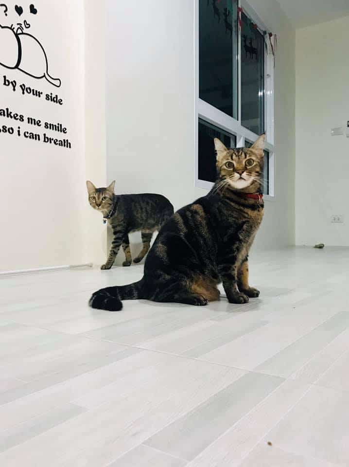 Ryoko Cat Hotel (โรงแรมแมวเรียวโค) Cat Hotel 9