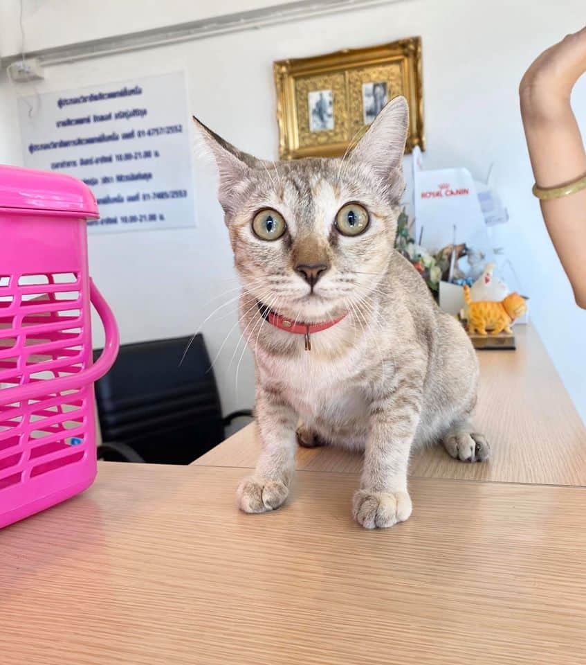 Pet Paw Vet Clinic(คลินิกรักษาสัตว์ เพ็ท พอว์) 7