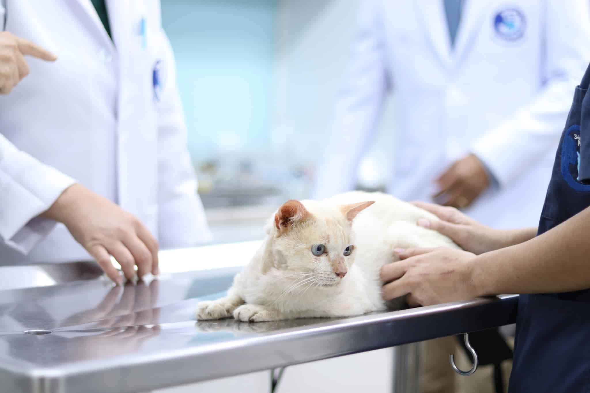 Suksawat Animal Hospital (โรงพยาบาลสัตว์สุขสวัสดิ์) 5
