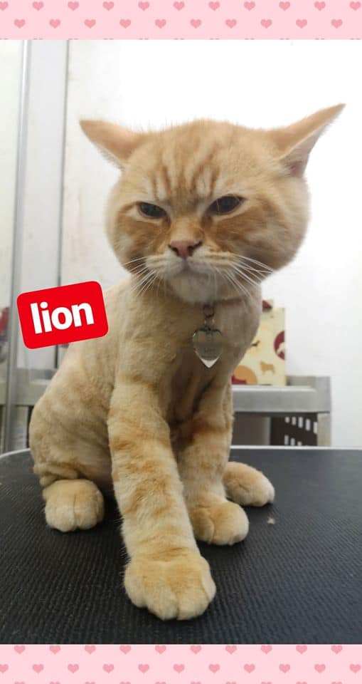 Pukpuipet (ปุกปุยสัตวแพทย์) 5