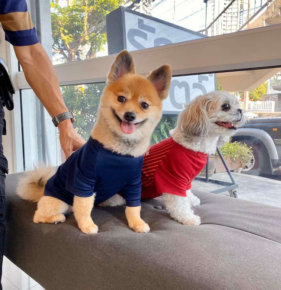 Pet Paw Vet Clinic(คลินิกรักษาสัตว์ เพ็ท พอว์) 8