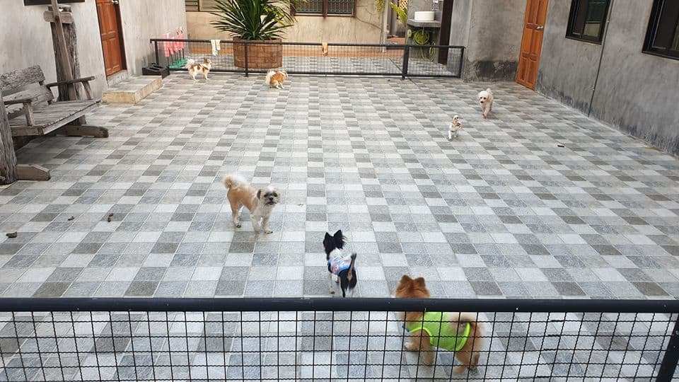 Koii Dog Home - โคอิ ด็อกโฮม 1