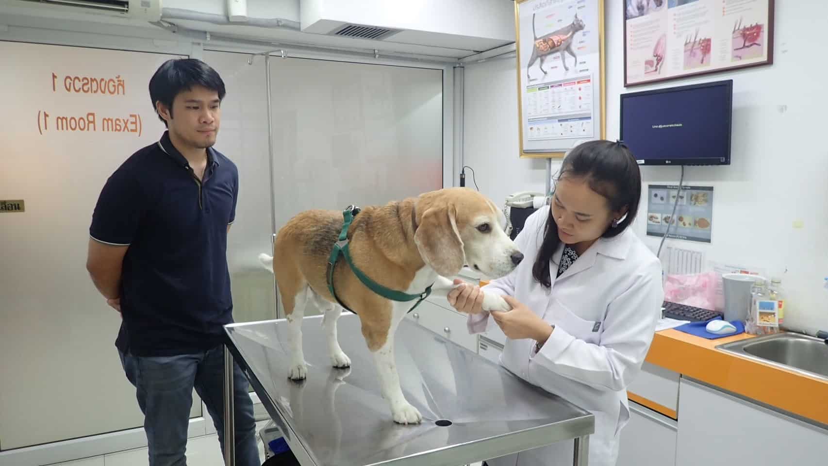 โรงพยาบาลสัตว์จัสโก้รัชดา (Jusco Ratchada Pet Hospital) 6