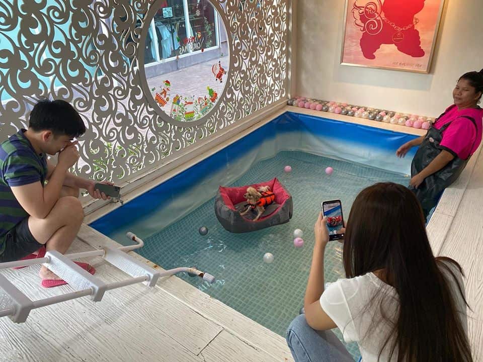 Pet Paradise Spa (The Jas) 5