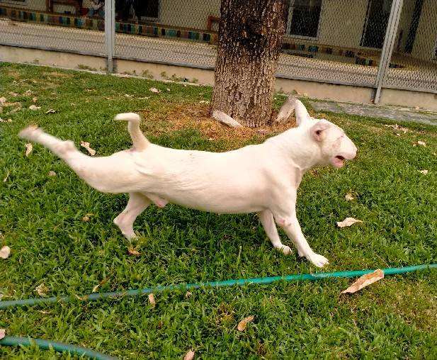 Ohayo Dogie (โอฮาโย โดกี้) Dog Hotel 9