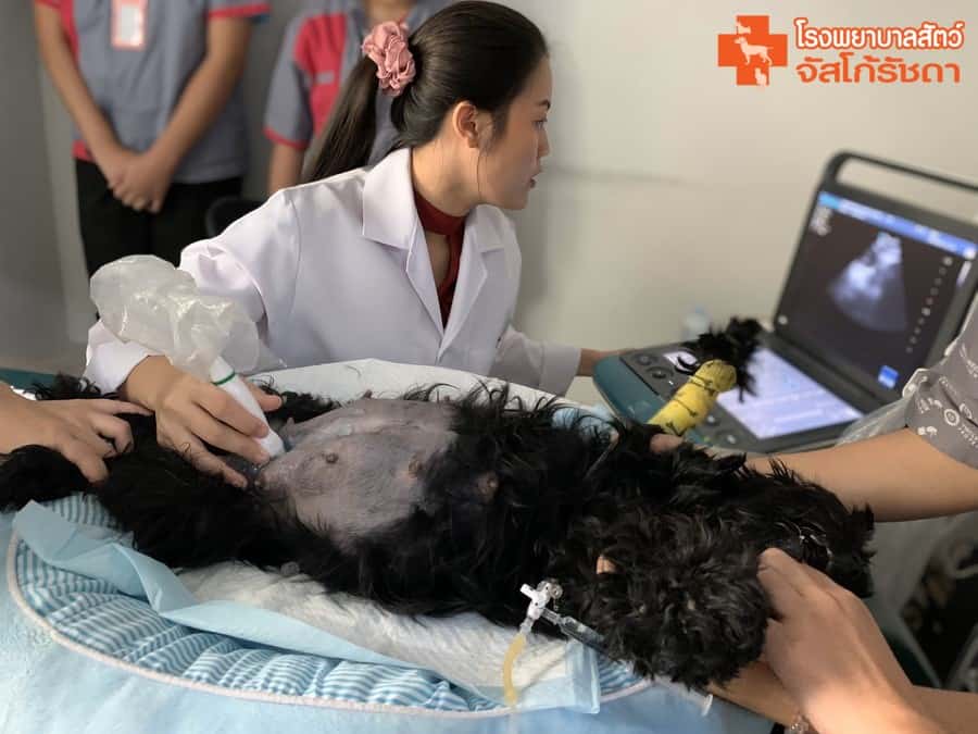 โรงพยาบาลสัตว์จัสโก้รัชดา (Jusco Ratchada Pet Hospital) 7