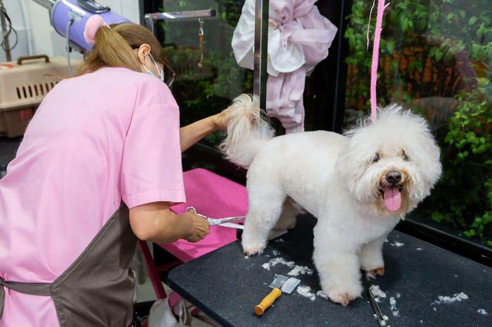 Pet Paradise Spa (The Jas) 6