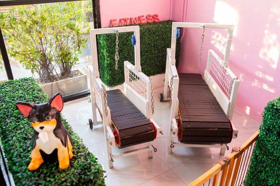 Pet Paradise Spa (The Jas) 7
