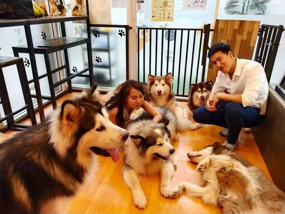 Box Box Dog Cafe (นิมมาน ซ.9) Dog Cafe 5