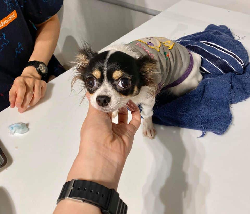 Pet Paw Vet Clinic(คลินิกรักษาสัตว์ เพ็ท พอว์) 9