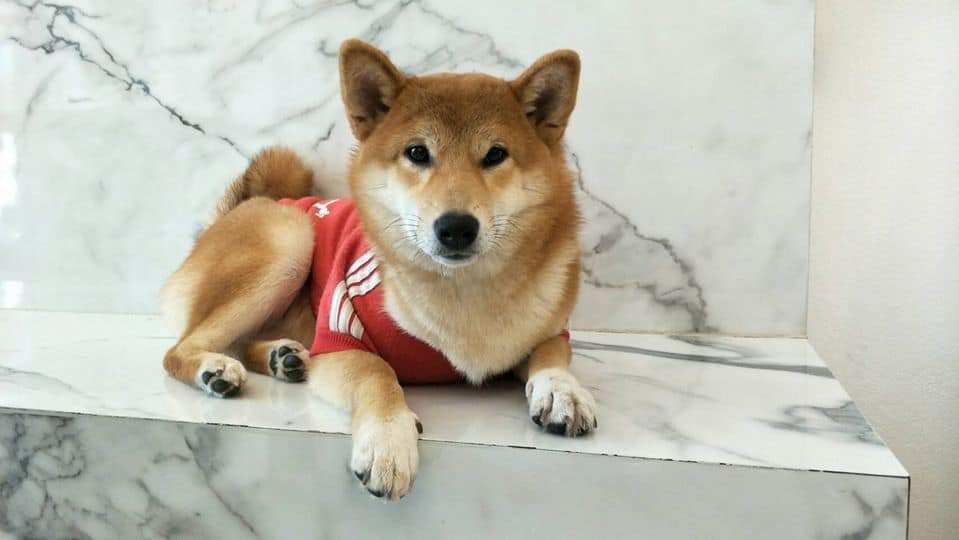 Box Box Dog Cafe (นิมมาน ซ.9) Dog Cafe 6