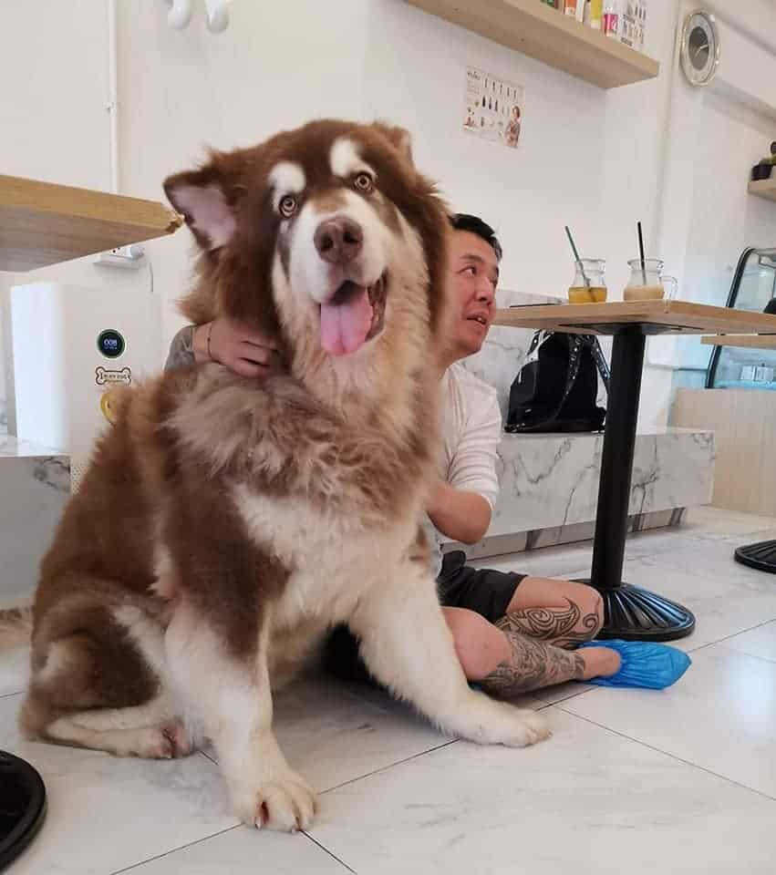 Box Box Dog Cafe (นิมมาน ซ.9) Dog Cafe 7