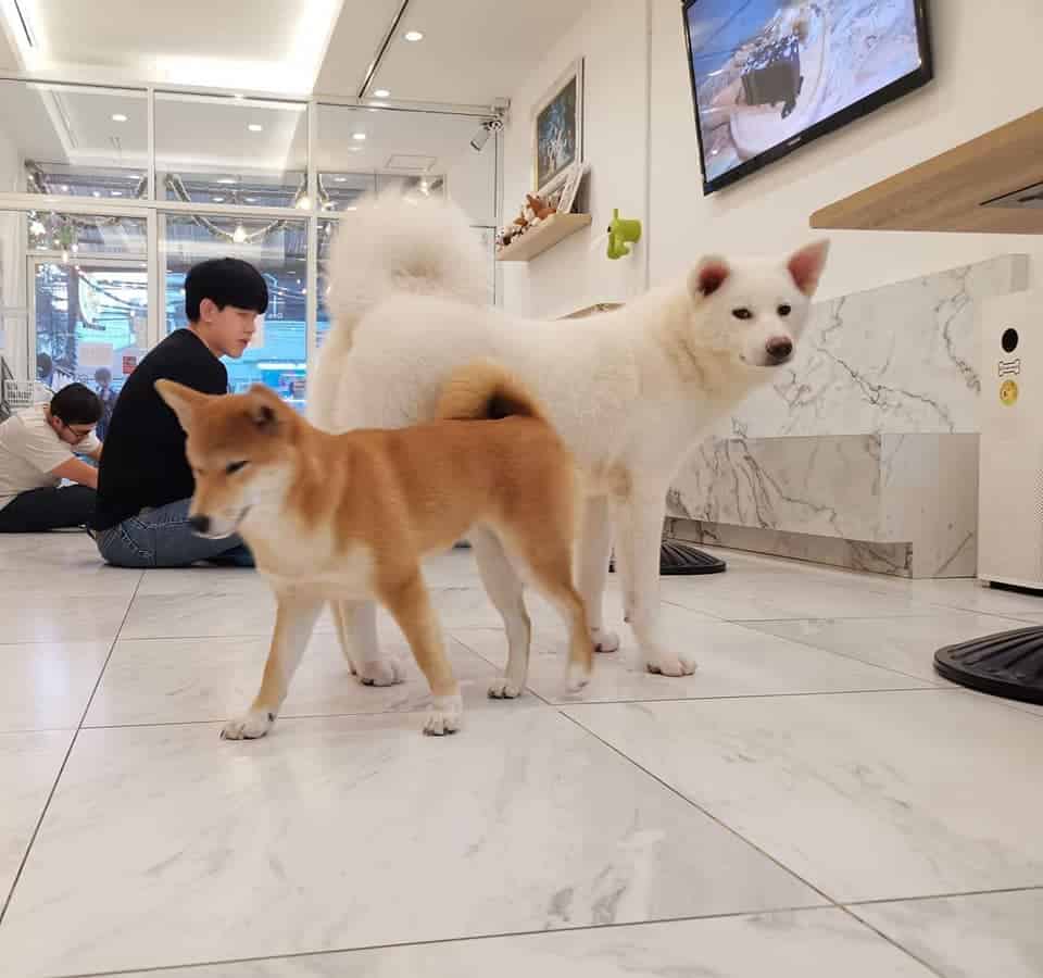 Box Box Dog Cafe (นิมมาน ซ.9) Dog Cafe 8