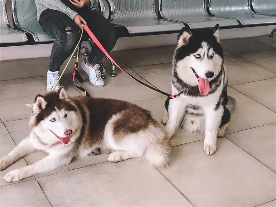 Ohayo Pet Hospital (แม่ริม) 8