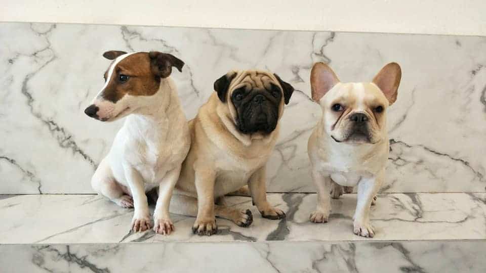 Box Box Dog Cafe (นิมมาน ซ.9) Dog Cafe 9