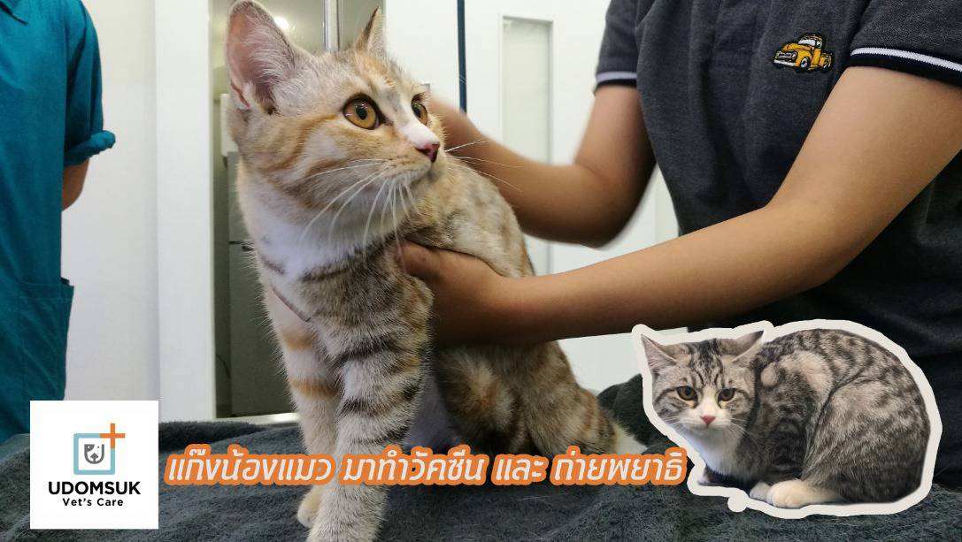Udomsuk Vet's Care (โรงพยาบาลสัตว์อุดมสุข เว็ทส์) 3