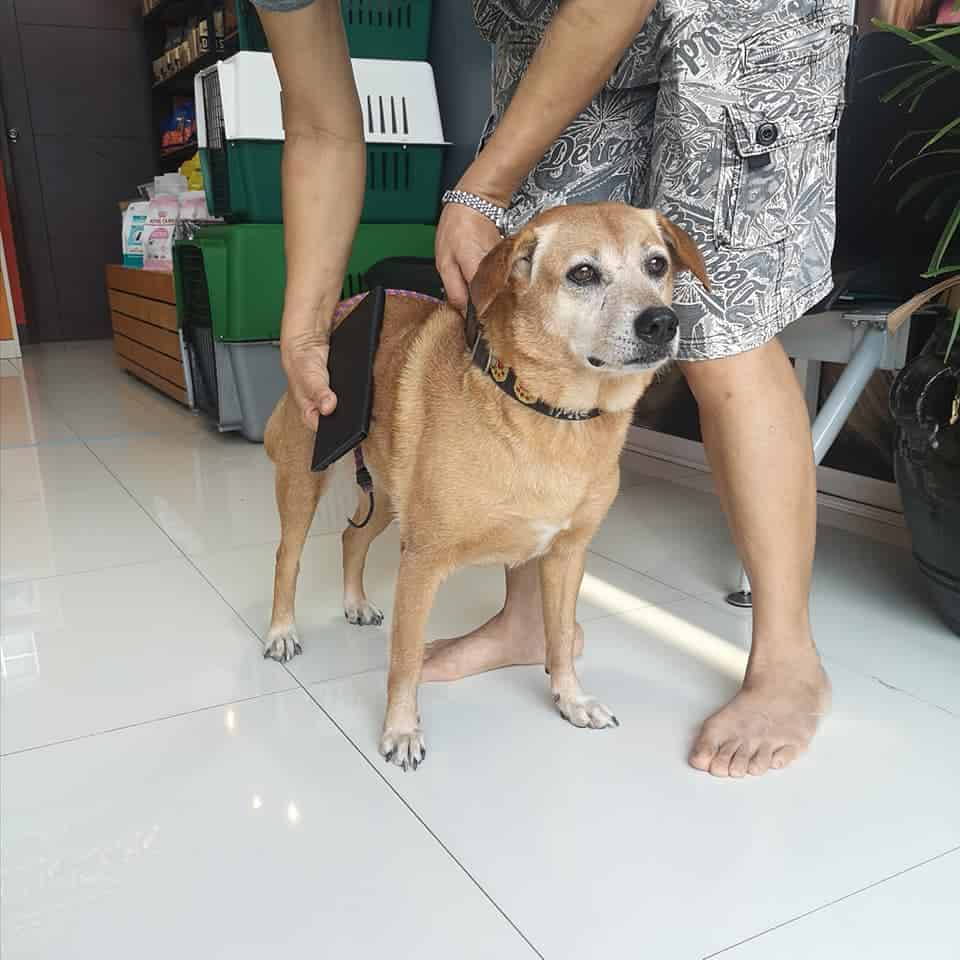 The Bangkok Pet Clinic (เดอะ แบงค็อก เพ็ท คลินิก) 9