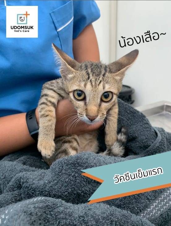 Udomsuk Vet's Care (โรงพยาบาลสัตว์อุดมสุข เว็ทส์) 6