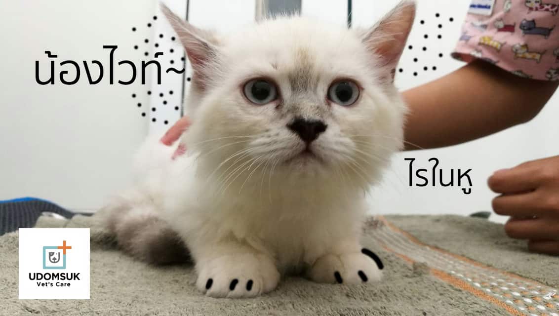 Udomsuk Vet's Care (โรงพยาบาลสัตว์อุดมสุข เว็ทส์) 8