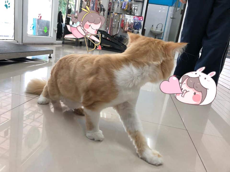 Petsiamparkclinic (สัตวแพทย์สวนสยาม) 8