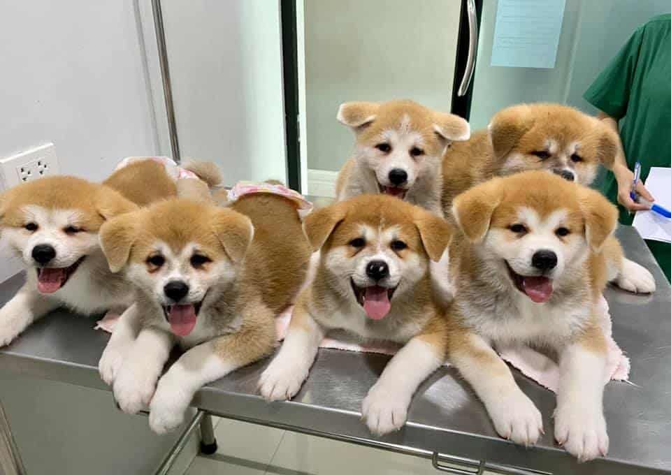 Ninety-nine Veterinary Hospital & Hotel (โรงพยาบาลสัตว์ไนน์ตี้ไนน์) 9