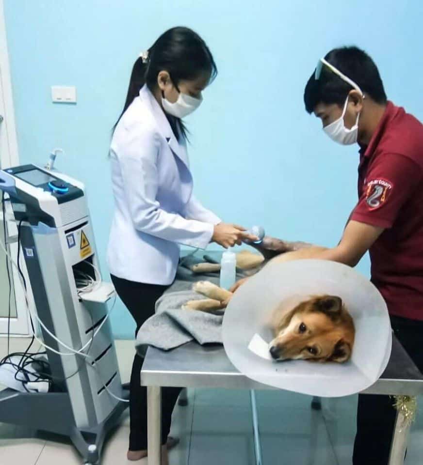 Erawan Pet Hospital (โรงพยาบาลสัตว์เอราวัณ ศูนย์พระพุทธบาท) 8